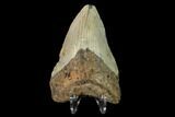 Fossil Megalodon Tooth - North Carolina #147780-2